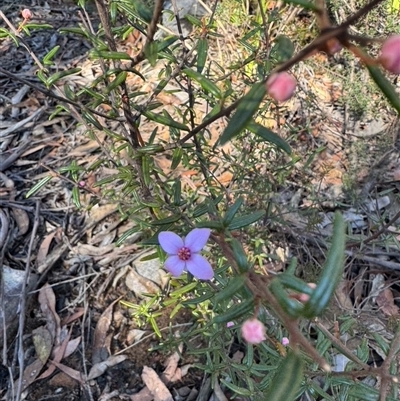 Boronia ledifolia (Ledum Boronia) at Hill Top, NSW - 6 Aug 2025 by Span102