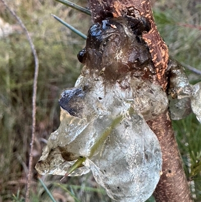 Hakea sericea at  - suppressed by Span102