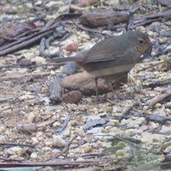 Pycnoptilus floccosus (Pilotbird) at Hill Top, NSW - 26 Jul 2025 by Span102