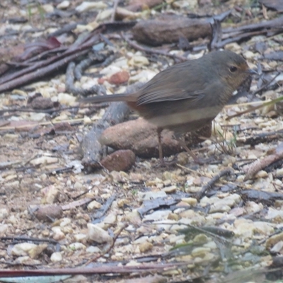 Pycnoptilus floccosus (Pilotbird) at Hill Top, NSW - 26 Jul 2025 by Span102