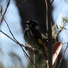 Phylidonyris novaehollandiae (New Holland Honeyeater) at Balmoral, NSW - 23 Jul 2025 by Span102