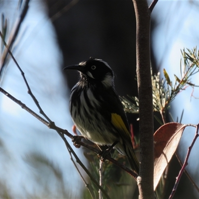 Phylidonyris novaehollandiae (New Holland Honeyeater) at Balmoral, NSW - 23 Jul 2025 by Span102