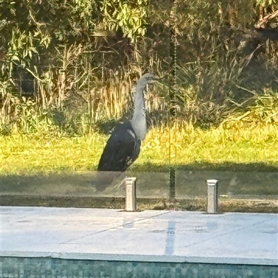 Ardea pacifica (White-necked Heron) at Mittagong, NSW - 20 Aug 2025 by Span102