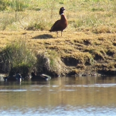 Tadorna tadornoides (Australian Shelduck) at Moss Vale, NSW - 29 Jun 2025 by Span102