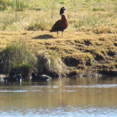 Tadorna tadornoides (Australian Shelduck) at Moss Vale, NSW - 29 Jun 2025 by Span102