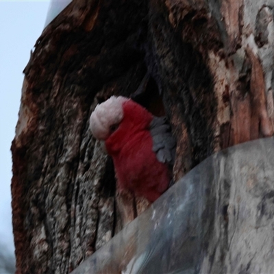 Eolophus roseicapilla (Galah) at Hughes, ACT - 20 Aug 2025 by LisaH
