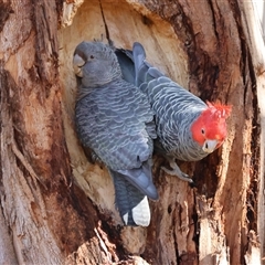 Callocephalon fimbriatum (identifiable birds) (Gang-gang Cockatoo (named birds)) at Hughes, ACT - 16 Aug 2025 by LisaH