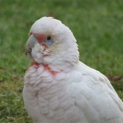 Cacatua tenuirostris (Long-billed Corella) at Mittagong, NSW - 2 Jun 2025 by Span102