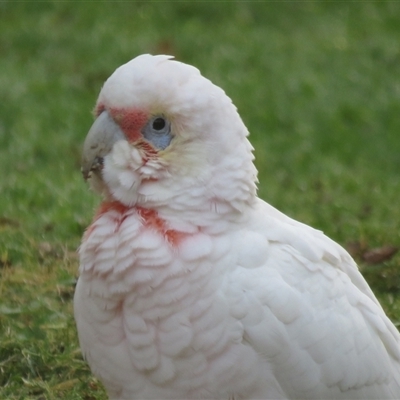Cacatua tenuirostris (Long-billed Corella) at Mittagong, NSW - 2 Jun 2025 by Span102