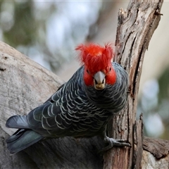 Callocephalon fimbriatum (identifiable birds) (Gang-gang Cockatoo (named birds)) at Deakin, ACT - 13 Aug 2025 by LisaH