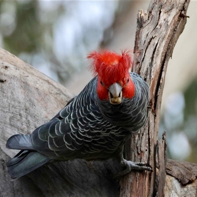 Callocephalon fimbriatum (identifiable birds) (Gang-gang Cockatoo (named birds)) at Deakin, ACT - 13 Aug 2025 by LisaH