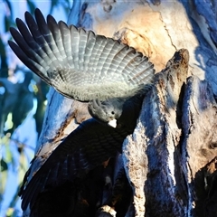 Callocephalon fimbriatum (Gang-gang Cockatoo) at Hughes, ACT - 11 Aug 2025 by LisaH