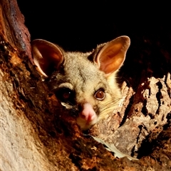 Trichosurus vulpecula (Common Brushtail Possum) at Hughes, ACT - 31 Jul 2025 by LisaH