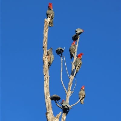Callocephalon fimbriatum (Gang-gang Cockatoo) at Hughes, ACT - 1 Aug 2025 by LisaH