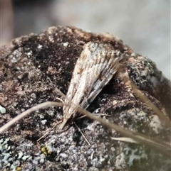 Scoparia ithyntis (A Crambid moth) by LisaH