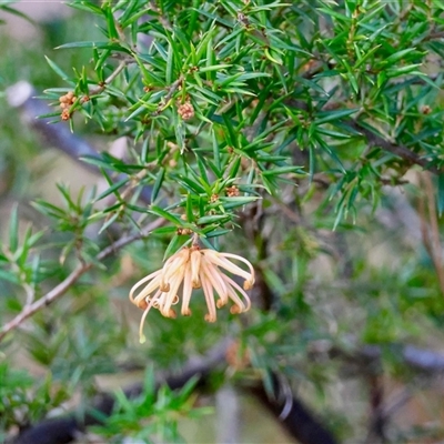 Grevillea juniperina subsp. villosa at  - suppressed by LisaH