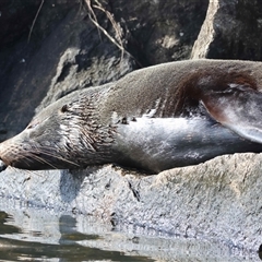 Arctocephalus pusillus doriferus (Australian Fur-seal) at Moruya, NSW - 9 Aug 2025 by LisaH