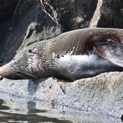 Arctocephalus pusillus doriferus (Australian Fur-seal) at Moruya, NSW - 9 Aug 2025 by LisaH