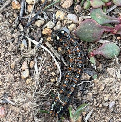 Apina callisto (Pasture Day Moth) at Whitlam, ACT - 20 Aug 2025 by LeahColebrook