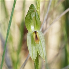 Bunochilus umbrinus (ACT) = Pterostylis umbrina (NSW) (Broad-sepaled Leafy Greenhood) by RobG1