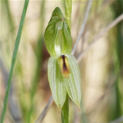 Bunochilus umbrinus (ACT) = Pterostylis umbrina (NSW) (Broad-sepaled Leafy Greenhood) at  - suppressed by RobG1