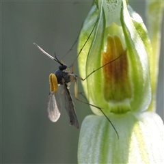 Mycomya sp. (genus) (A fungus gnat) by RobG1