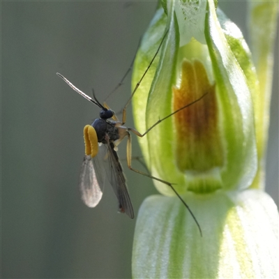 Mycomya sp. (genus) (A fungus gnat) at  - suppressed by RobG1