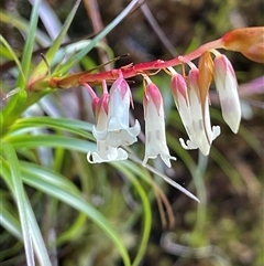 Dracophyllum secundum at Hill Top, NSW - 18 Aug 2025 by JaneR