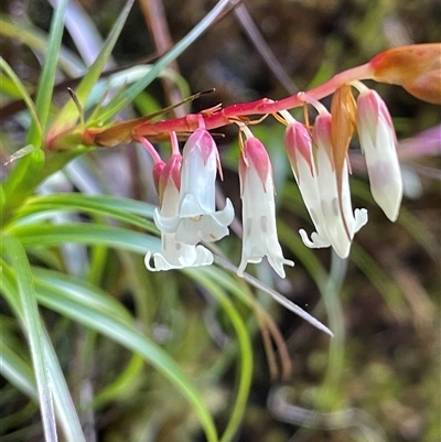 Dracophyllum secundum at Hill Top, NSW - 18 Aug 2025 by JaneR