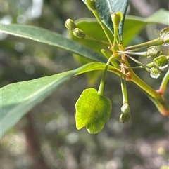 Dodonaea triquetra (Large-leaf Hop-Bush) at Hill Top, NSW - 18 Aug 2025 by JaneR