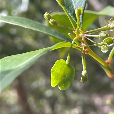 Dodonaea triquetra (Large-leaf Hop-Bush) at Hill Top, NSW - 18 Aug 2025 by JaneR