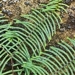 Gleichenia dicarpa (Wiry Coral Fern) at Hill Top, NSW - 18 Aug 2025 by JaneR