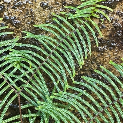 Gleichenia dicarpa (Wiry Coral Fern) at Hill Top, NSW - 18 Aug 2025 by JaneR