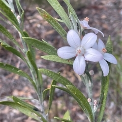 Eriostemon australasius (Pink Wax Flower) at Buxton, NSW - 18 Aug 2025 by JaneR
