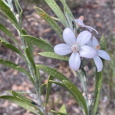 Eriostemon australasius (Pink Wax Flower) at Buxton, NSW - 18 Aug 2025 by JaneR