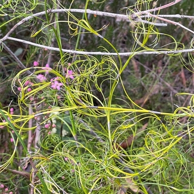 Caustis flexuosa (Curly Wigs) at Lakesland, NSW - 18 Aug 2025 by JaneR