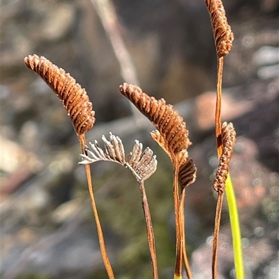 Schizaea bifida (Forked Comb Fern) at Lakesland, NSW - 18 Aug 2025 by JaneR