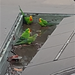 Polytelis swainsonii (Superb Parrot) at Parkes, ACT - 20 Aug 2025 by Harrisi