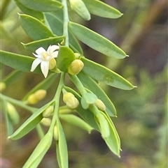 Olax stricta (Olax) at Lakesland, NSW - 18 Aug 2025 by JaneR