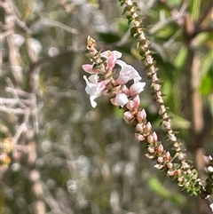 Epacris microphylla (Coral Heath) at Lakesland, NSW - 18 Aug 2025 by JaneR
