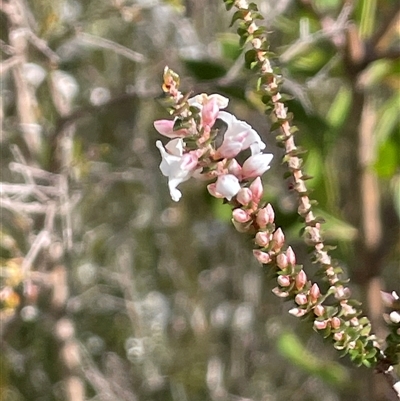Epacris microphylla (Coral Heath) at Lakesland, NSW - 18 Aug 2025 by JaneR