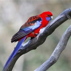 Platycercus elegans (Crimson Rosella) at Pialligo, ACT - 18 Aug 2025 by jb2602