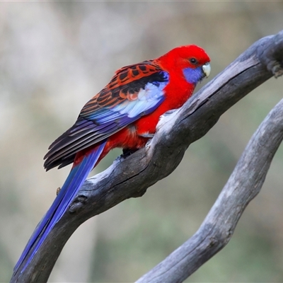 Platycercus elegans (Crimson Rosella) at Pialligo, ACT - 18 Aug 2025 by jb2602