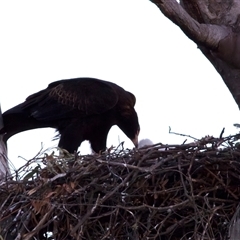 Aquila audax (Wedge-tailed Eagle) at Tharwa, ACT - 18 Aug 2025 by jb2602