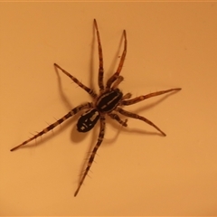 Nyssus coloripes (Spotted Ground Swift Spider) at Flynn, ACT - 12 Aug 2025 by Christine