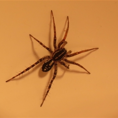 Nyssus coloripes (Spotted Ground Swift Spider) at Flynn, ACT - 12 Aug 2025 by Christine