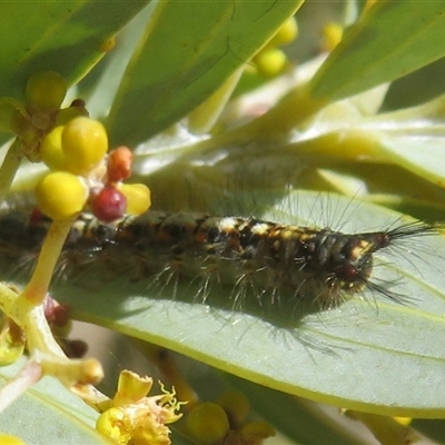 Acyphas semiochrea (Omnivorous Tussock Moth) at Dunlop, ACT - 17 Aug 2025 by Christine