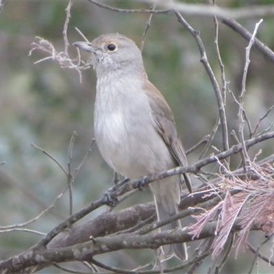 Colluricincla harmonica (Grey Shrikethrush) at Holt, ACT - 20 Aug 2025 by Christine