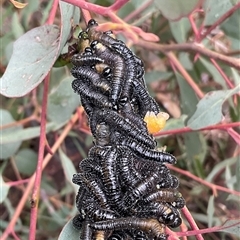Perginae sp. (subfamily) (Unidentified pergine sawfly) at Aranda, ACT - 21 Aug 2025 by Jennybach