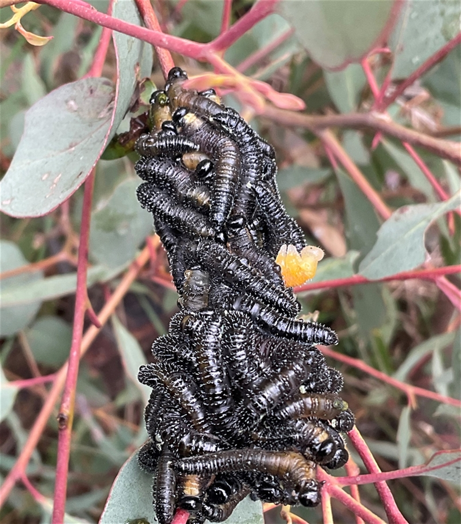 Perginae sp. (subfamily) at Aranda, ACT - 21 Aug 2025 10:47 AM